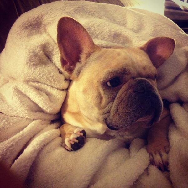 Dolce91206's tweet image. Me @FrenchieOwners