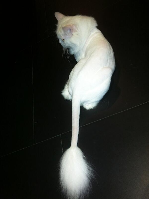 WillMueco's tweet photo. White Lion! @jonrymendoza @wellalou http://t.co/jRrlAzwRhE