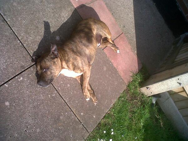 Freckled_Smile's tweet photo. YES. @StandUFS has followed me! #standupforstaffies i know my dog isn't stood up here, but he's sunbathing. http://t.co/QVWjjYxN9M