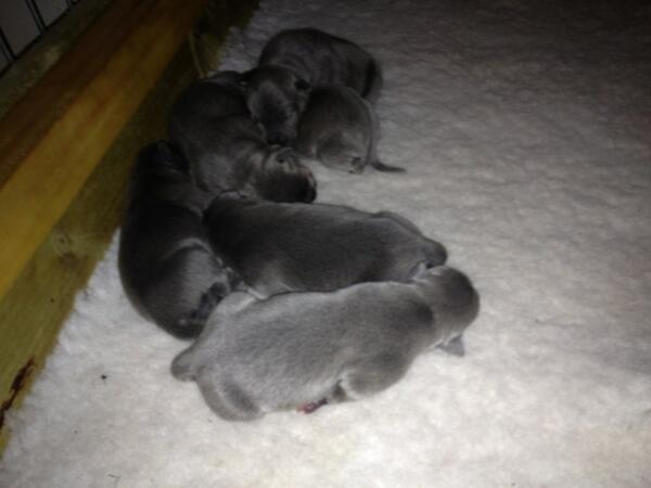 StandUFS's tweet photo. PUPS: Champion blood line Blue Staffies. 1 bitch left. Call Chris on 07809 240272. Quote Adrian from @StandUFS http://t.co/8GxoFyb97c