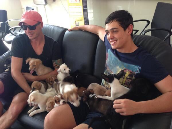 blue cross animal shelter