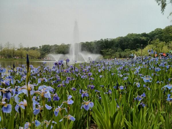 Jaewon_2's tweet photo. 북서울 꿈의숲...꽃이 많이 피고 예쁘네... http://t.co/QLUquUSzQR