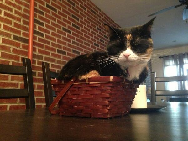 RealMattFerrara's tweet photo. @amyfreeze7
Nala from Brooklyn #supercatsaturday http://t.co/OY89ipf5X7