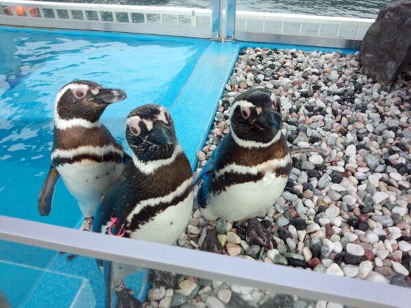 つくみイルカ島 公式 V Twitter 今日はペンギン たちのご飯直前の表情です 写ってない弥七君 午後からは巣から出てきて久しぶりのお散歩にでかけました うみたまごではペンギンの卵が無事ふ化したようです 元気なヒナ鳥の鳴き声が聞こえるかもですよ つくみイルカ島 公式 V Twitter 今日はペンギン たちのご飯直前の表情です 写ってない弥七君 午後からは巣から出てきて久しぶりのお散歩にでかけました うみたまごではペンギンの卵が無事ふ化したようです 元気なヒナ鳥の鳴き声が聞こえるかもですよ