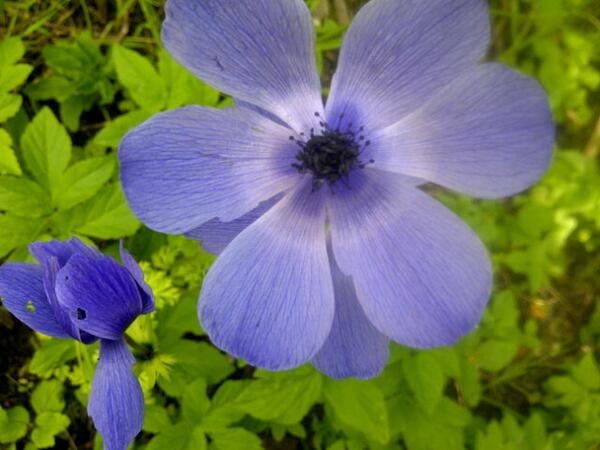 oliviabakes's tweet photo. Wow I planted some bulbs in autumn and look what I got :) #simplepleasures http://t.co/4bvZn8OLzA