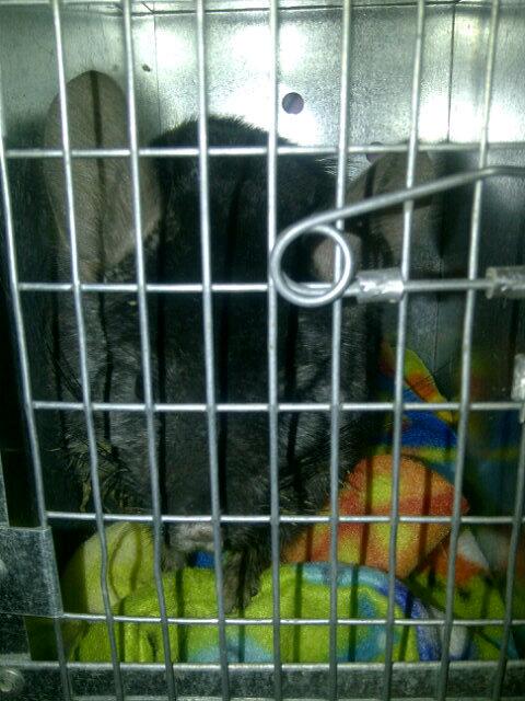 canchinrescue's tweet image. At the vet office.....poor girl is so sweet.