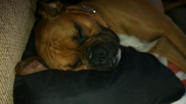 Red__42's tweet photo. And Ruger feels the same way! #sleepypuppy http://t.co/x92wPbNeNl