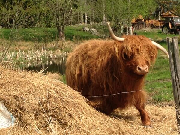 AsaWig's tweet photo. Bäst lägga benen på ryggen 😧 http://t.co/47y1GubSOc