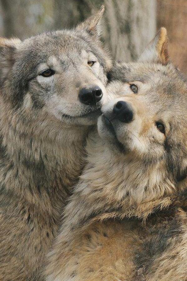 ScenesoftheWild's tweet image. An lovely couple of Wolves!