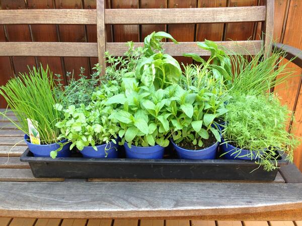 CupOfSeider's tweet photo. @7_Servings just picked up my #herbs can't wait to start #Growing7 but I got excited so it'll be #Growing10 http://t.co/N18grTXhF0