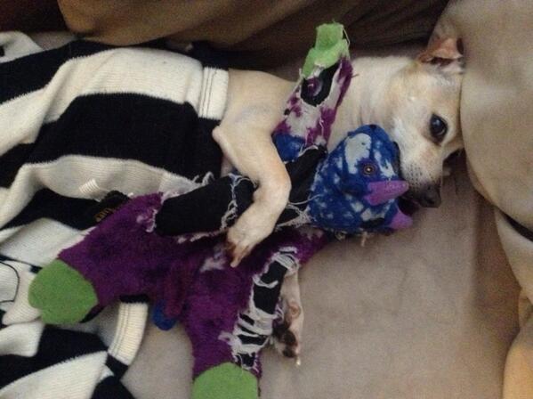 ElephantZombies's tweet photo. Lazy Saturday http://t.co/pD7uTjx9Lv