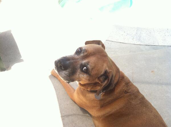 itsvirtuallyme's tweet image. Meli sitting pretty as the food grills.