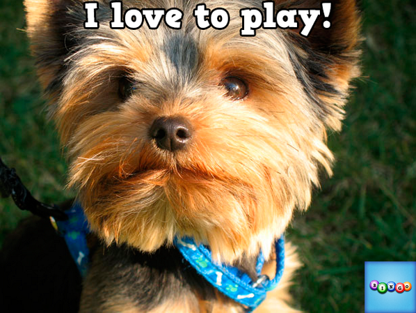 MistyAnne21's tweet photo. Play Bingo with Friends! #ilovebingo #BingoRun http://t.co/N79abOobVR http://t.co/BKoM5Jdbj3