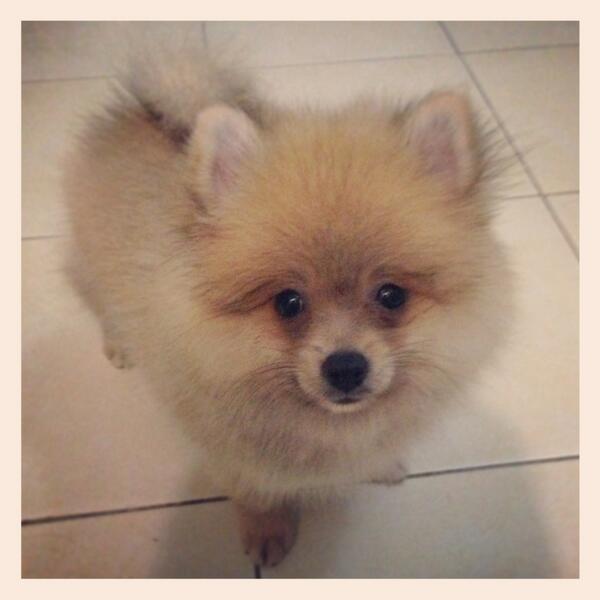 rhe_li's tweet photo. @nana_deje g belom lapooorr... Nih anak g, kapan2 maen sm milky ma momo yaaaa http://t.co/nRXzbtL190