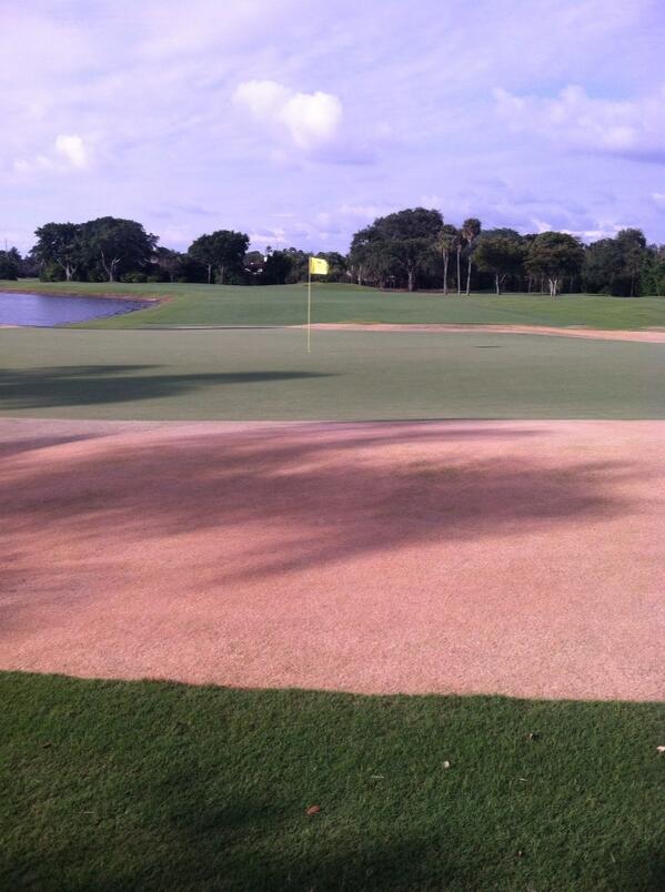 Interesting turf colors at #Pinetreegolfclub this morning. Can't wait until our new Celebration approaches!