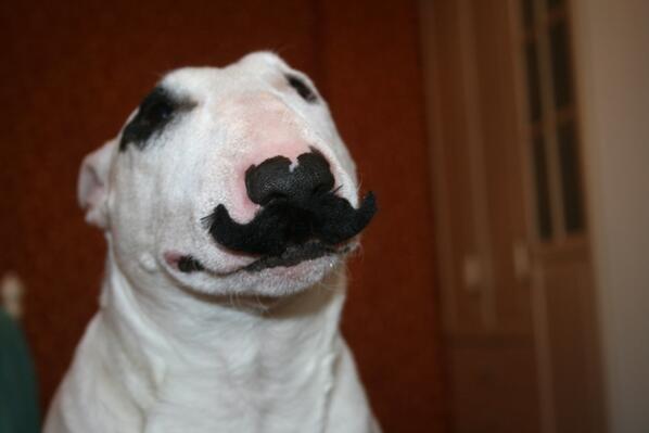 Bule4karu's tweet photo. #Bullterrier like a sir http://t.co/Pz1BA5quAX