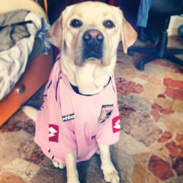 Che non si dica che al #Barbera stasera non c'è nemmeno un cane! #rosanero #PalermoParma