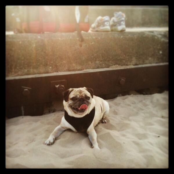 PugSlope's tweet photo. Sid taking a breather after some mad romping at Foster Beach. #pug #beach #chicago http://t.co/ypBl3i3tJU