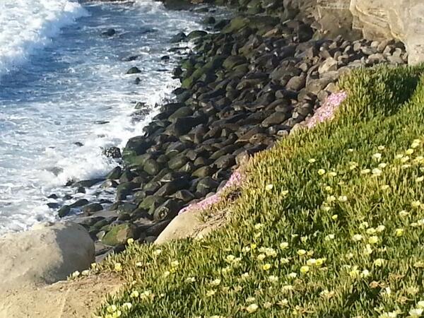 Gorgeous beach cove with spring flowers.