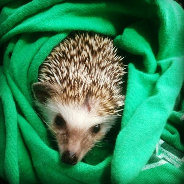 apartment_4's tweet photo. We're hedgehog sitting! Meet Lilo http://t.co/QKv5GVIJrj