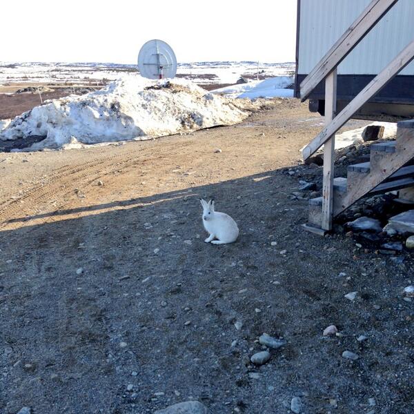 Clearly the rabbit is not afraid of me. He could barely muster the energy to hop away. #dontharrassthewildlife