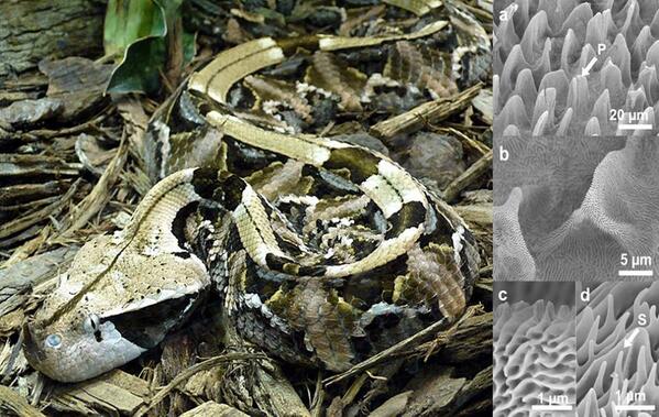 CBSCScience's tweet photo. Another amazing #adaptation Can you see the Gaboon viper? #camouflage http://t.co/TA8XuuRIa9