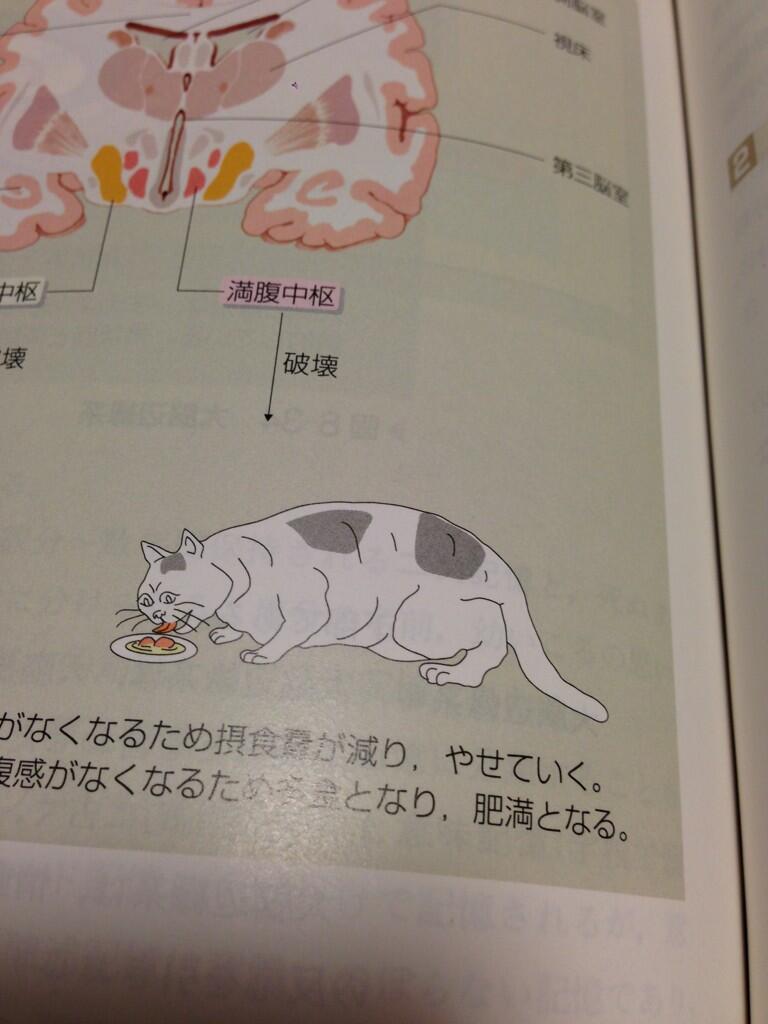 こわ この猫 満腹中枢破壊したらしい Http T Co 0vygk2w8xk