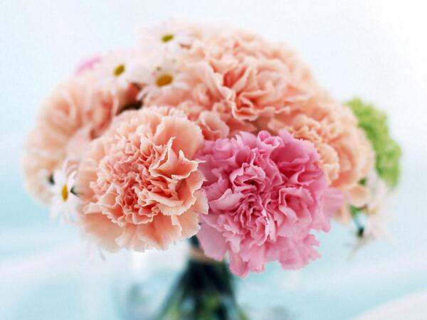 TheFlowerExpert's tweet photo. Gifting a Carnation bouquet is great way of wishing someone a happy 1st wedding anniversary- http://t.co/q1bf3czZxg http://t.co/EEOAwYLCiB