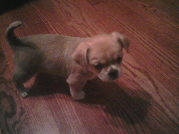 ShesABadExample's tweet image. @Bar10derBarbie half Pekingese half chihuahua.
