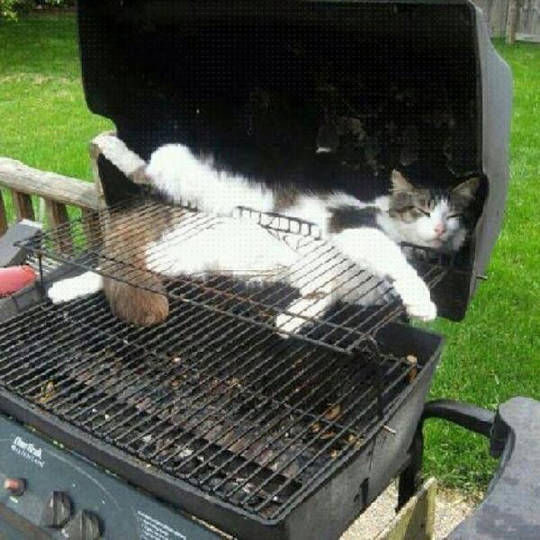 Niet een hele handige plek om in #slaap te vallen voor een #kat.
