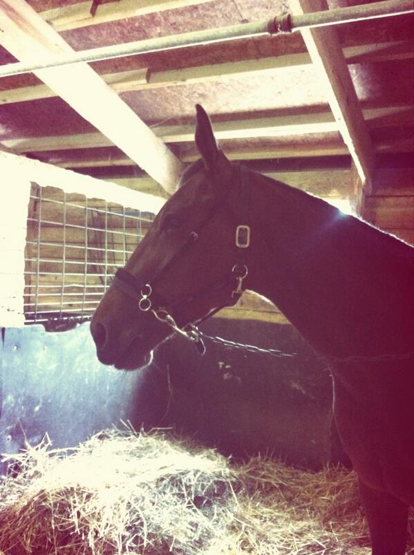 sass_kassss's tweet image. jogging my man this morning😊 #harnessracinglife #mymainsqueeze #pinetab #myboy #mrsourpuss 😘💋💙