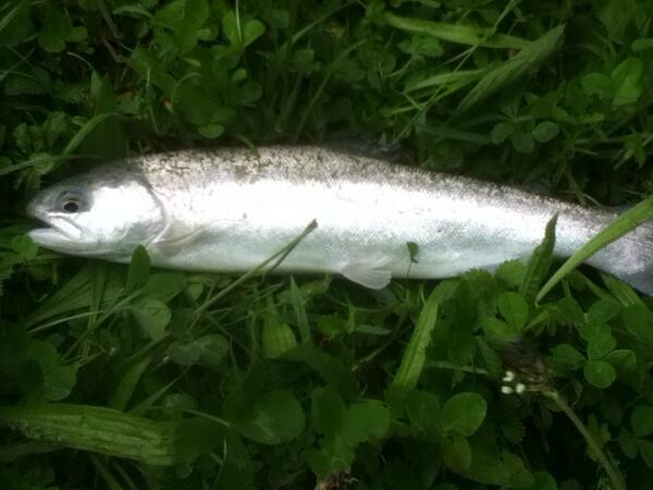 peche39 tweet picture