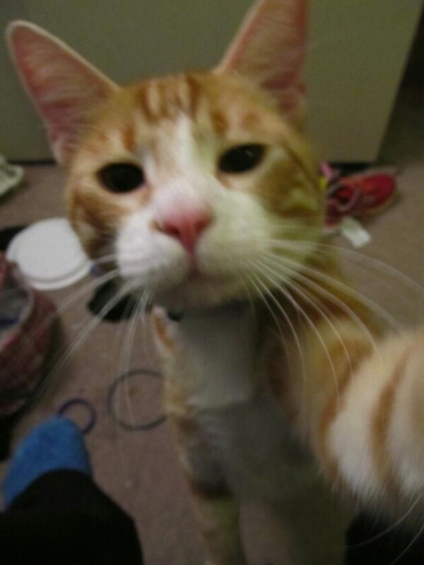 catselfies's tweet photo. Pout #nofilter http://t.co/NG6LkFEK5r