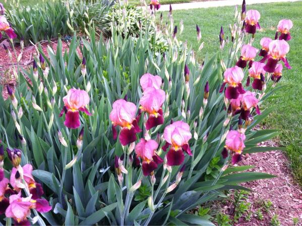 Here are the Iris the I started from one root. Now they are all over my property.