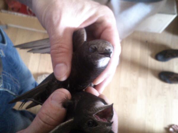 DokMox's tweet photo. Птички запутались. Распутал их. #бедняги http://t.co/zg7b1689pE