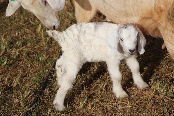 PalmleaFarms's tweet photo. Look at our cute baby goat born on our farm this week! http://t.co/CIJ2rAPHAB #EcoResort #Fiji http://t.co/PkxxJOtOtW