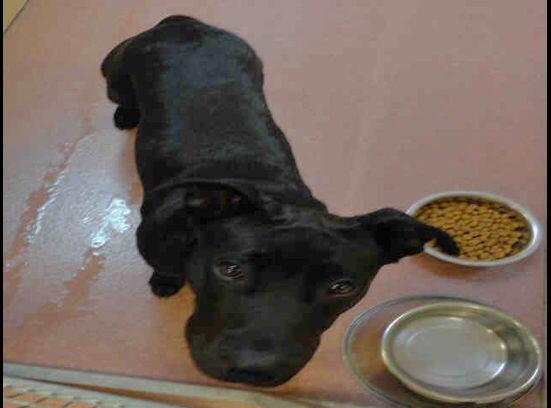 save_the_pitts's tweet photo. $75.00
-simba
-male
-black&amp;white 
-pitbull terrier 
-1yr3months
Message me for more details and a number to call http://t.co/krg8pa3C73