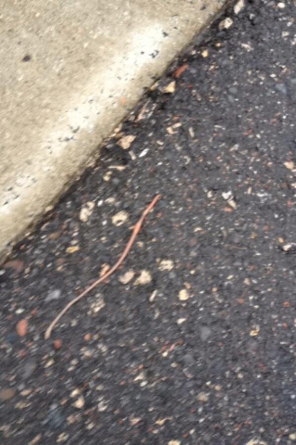 ramie006's tweet image. Ahhhhhh I hate worms!!!!! 😡😡😡 #springproblems