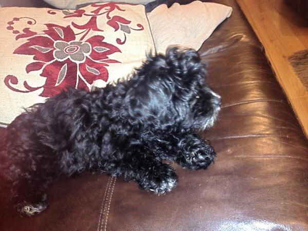 thellsx's tweet photo. My new baby .. Poppy 💛💗🐶 http://t.co/8eOf9kpakO