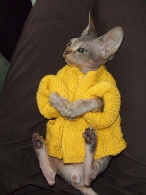 cat in sweater