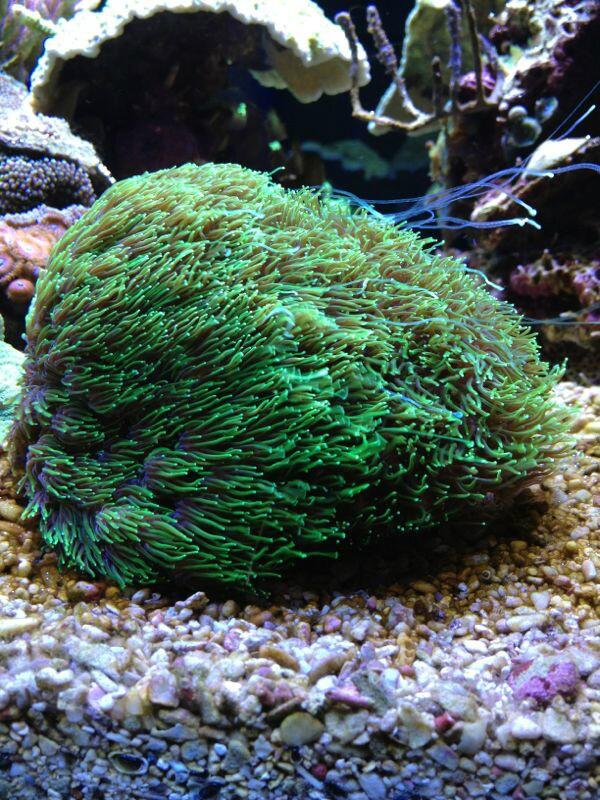 Coral Galaxea o Galaxia... es.wikipedia.org/wiki/Galaxea_f…