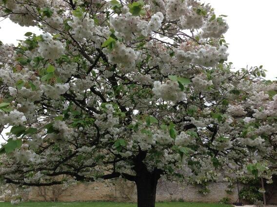 My tree says Spring is here
