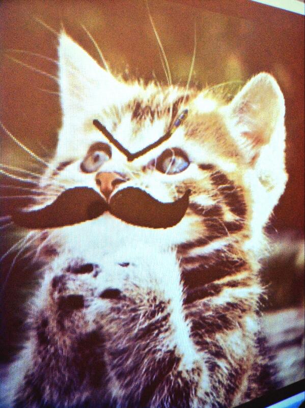 What we do in photography #mustachecats