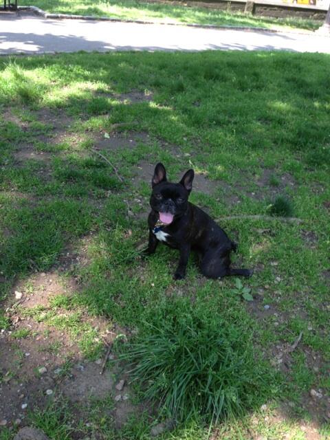 New York City is gorgeous today. My dog Phoebe in Central Park http://t.co/EHZVxgPEsM