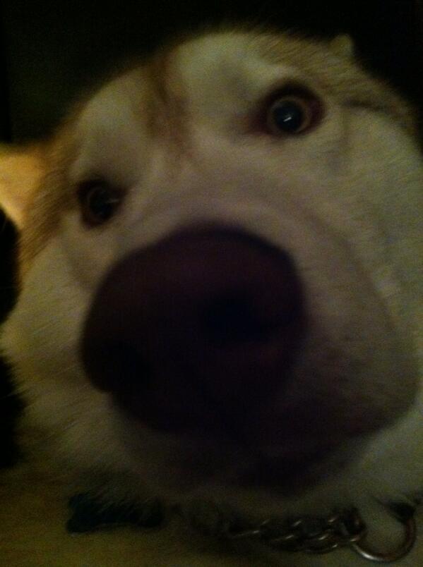 BigChopper4's tweet photo. K-9 division http://t.co/DqRMX9MwFD