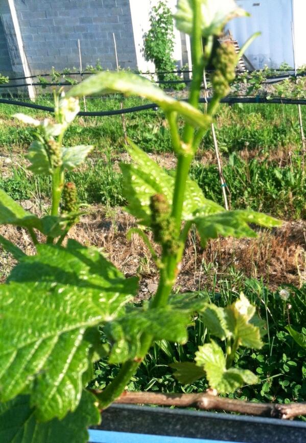 Nostrano Vineyards tweet media