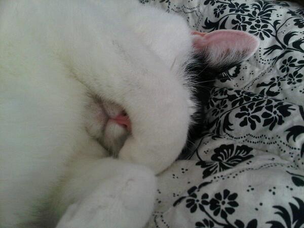 SusanCalman's tweet image. I don't like Wednesdays.  No one in my house does.  Not even the cats.