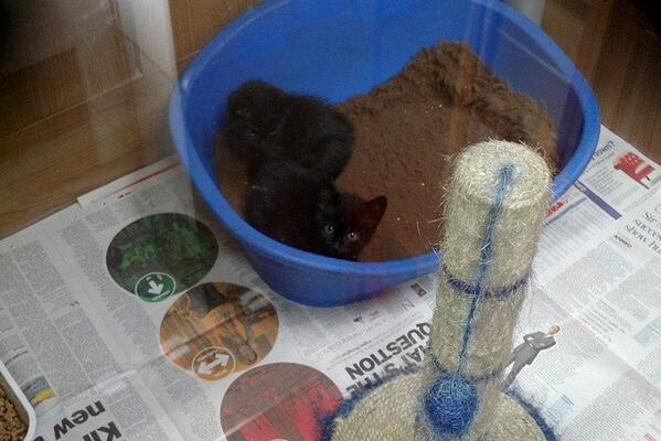 pupaid's tweet image. Pls help ban sale of puppies + kittens from pets shops by signing + RTing this: epetitions.direct.gov.uk/petitions/49528 #wheresmum