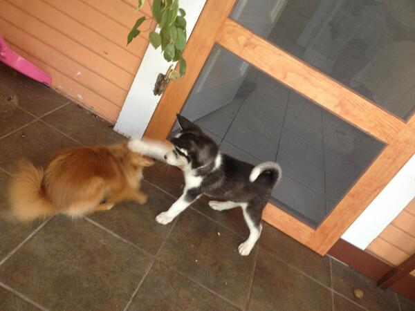 theinterpet tweet picture