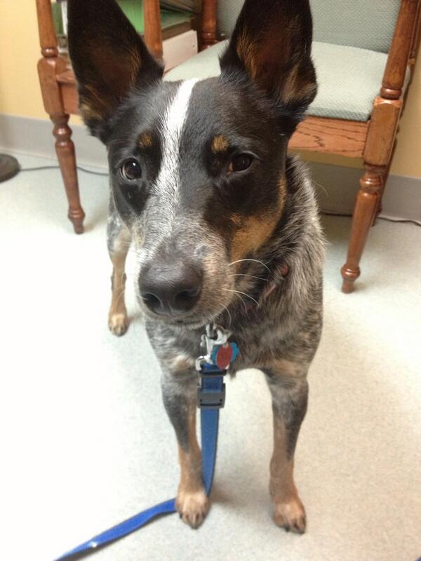 Loki the Dog tweet media